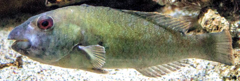 Sparisoma cretense_004